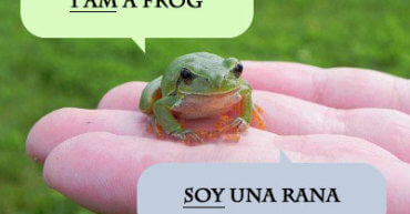 A frog in Spanish
